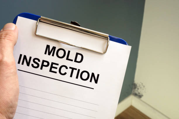 Best Basement Mold Removal  in Milton, GA